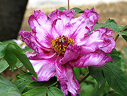 Da Ban Lan Tree Peony (Paeonia suffruticosa 'Da Ban Lan') at Lakeshore Garden Centres