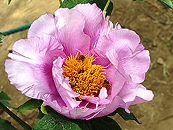 Shi Ba Hao Tree Peony (Paeonia suffruticosa 'Shi Ba Hao') at Lakeshore Garden Centres