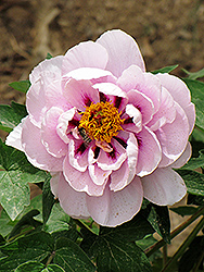 Sheng Yang Tree Peony (Paeonia rockii 'Sheng Yang') at Lakeshore Garden Centres