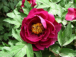 Cang Zhi Hong Tree Peony (Paeonia suffruticosa 'Cang Zhi Hong') at Lakeshore Garden Centres