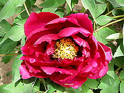 Rimpoh Tree Peony (Paeonia suffruticosa 'Rimpoh') at Lakeshore Garden Centres