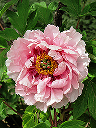 Hua Hu Die Tree Peony (Paeonia suffruticosa 'Hua Hu Die') at Lakeshore Garden Centres