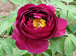 Qing Long Wo Mo Chi Tree Peony (Paeonia suffruticosa 'Qing Long Wo Mo Chi') at Lakeshore Garden Centres
