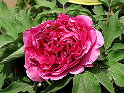 Wu Long Peng Sheng Tree Peony (Paeonia suffruticosa 'Wu Long Peng Sheng') at Lakeshore Garden Centres