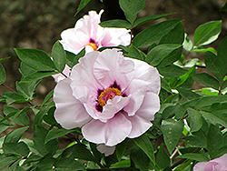 Dai Yu Tree Peony (Paeonia rockii 'Dai Yu') at Lakeshore Garden Centres