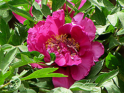 Dong Fang Hong Tree Peony (Paeonia rockii 'Dong Fang Hong') at Lakeshore Garden Centres