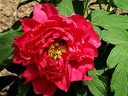 Hong Xing Tree Peony (Paeonia rockii 'Hong Xing') at Lakeshore Garden Centres