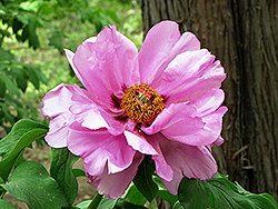 Fen Die Tree Peony (Paeonia rockii 'Fen Die') at Lakeshore Garden Centres