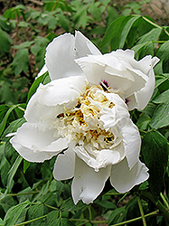 Jin Bo Dang Yang Tree Peony (Paeonia rockii 'Jin Bo Dang Yang') at Lakeshore Garden Centres