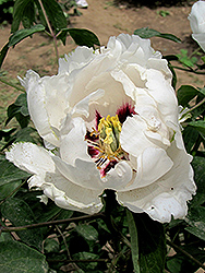 Xue Shan Xian Zi Tree Peony (Paeonia rockii 'Xue Shan Xian Zi') at Lakeshore Garden Centres