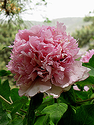 Fen Yu Sheng Hui Tree Peony (Paeonia rockii 'Fen Yu Sheng Hui') at Lakeshore Garden Centres