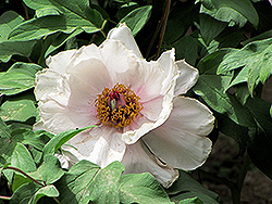 Xue Lian Tree Peony (Paeonia rockii 'Xue Lian') at Lakeshore Garden Centres