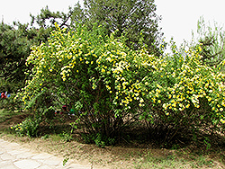 Williams' Double Yellow Rose (Rosa 'Williams' Double Yellow') at Lakeshore Garden Centres