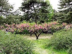 Common Peach (Prunus persica) at Lakeshore Garden Centres