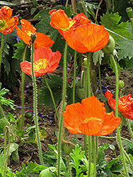 Iceland Poppy (Papaver nudicaule) at A Very Successful Garden Center