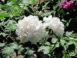 Bai Yu Tree Peony (Paeonia suffruticosa 'Bai Yu') at Lakeshore Garden Centres