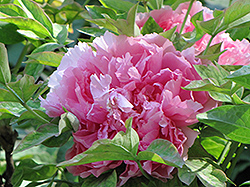 Hu Hong Tree Peony (Paeonia suffruticosa 'Hu Hong') at Lakeshore Garden Centres