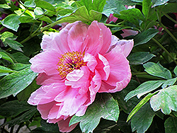 San Hua Lan Man Tree Peony (Paeonia suffruticosa 'San Hua Lan Man') at Lakeshore Garden Centres