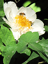 Ice Storm Tree Peony (Paeonia suffruticosa 'Ice Storm') at Lakeshore Garden Centres