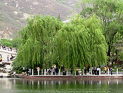 Weeping Hankow Willow (Salix matsudana 'Pendula') at Lakeshore Garden Centres