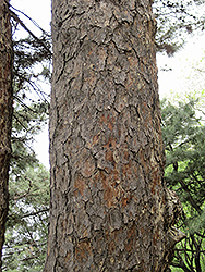Chinese Red Pine (Pinus tabulaeformis) at Lakeshore Garden Centres