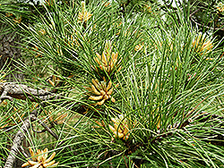 Chinese Red Pine (Pinus tabulaeformis) at Lakeshore Garden Centres