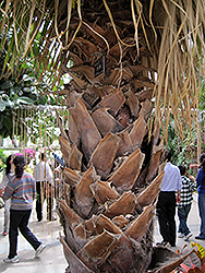 Desert Fan Palm (Washingtonia filifera) at Lakeshore Garden Centres