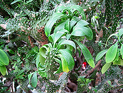 Crested Oleander-Leaved Cactus (Euphorbia neriifolia 'Cristata') at Lakeshore Garden Centres