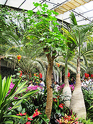 Airy-Shaw Tung Oil Tree (Vernicia fordii 'Airy-Shaw') at Lakeshore Garden Centres