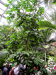 Prickly Custard Apple (Annona muricata) at Lakeshore Garden Centres
