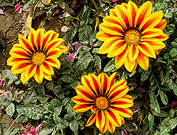 Treasure Flower (Gazania rigens) at Lakeshore Garden Centres