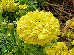 French Marigold (Tagetes patula) at Lakeshore Garden Centres