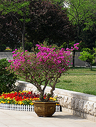 Sanderiana Bougainvillea (Bougainvillea glabra 'Sanderiana') at Lakeshore Garden Centres