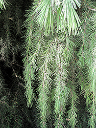 Kashmir Deodar Cedar (Cedrus deodara 'Kashmir') at Lakeshore Garden Centres