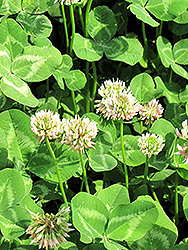 White Clover (Trifolium repens 'var. repens') at Lakeshore Garden Centres