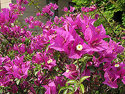Killie Campbell Bougainvillea (Bougainvillea 'Killie Campbell') at Lakeshore Garden Centres