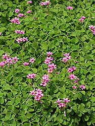 Pink Wood Sorrel (Oxalis crassipes 'Rosea') at Lakeshore Garden Centres