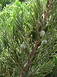 Kaizuka Juniper (Juniperus chinensis 'Kaizuka') at Lakeshore Garden Centres