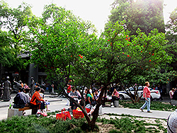 Pomegranate (Punica granatum) at Lakeshore Garden Centres