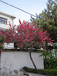 Dwarf Double Red Flowering Peach (Prunus persica 'Dwarf Double Red') at Lakeshore Garden Centres