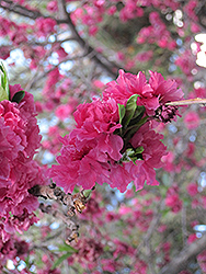 Dwarf Double Red Flowering Peach (Prunus persica 'Dwarf Double Red') at Lakeshore Garden Centres