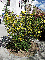 Flore Pleno Rose (Rosa hugonis 'Flore Pleno') at Lakeshore Garden Centres