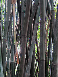 Chinese Goddess Bamboo (Bambusa multiplex 'Riviereorum') at Lakeshore Garden Centres