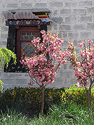 Japanese Flowering Cherry (Prunus serrulata) at Lakeshore Garden Centres
