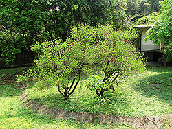 Bidwell's Coral Tree (Erythrina x bidwillii) at Lakeshore Garden Centres