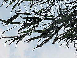 Chinese Goddess Bamboo (Bambusa multiplex 'Riviereorum') at Lakeshore Garden Centres