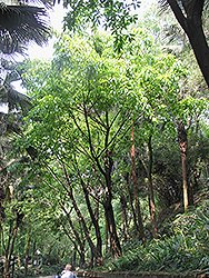 White Fig (Ficus maxima) at Lakeshore Garden Centres