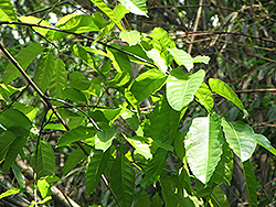 White Fig (Ficus maxima) at Lakeshore Garden Centres