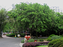 Weeping Fig (Ficus benjamina) at Lakeshore Garden Centres