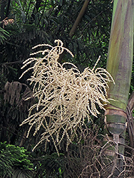 Alexandra Palm (Archontophoenix alexandrae) at Lakeshore Garden Centres